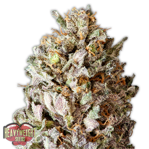 a close up of a marijuana plant