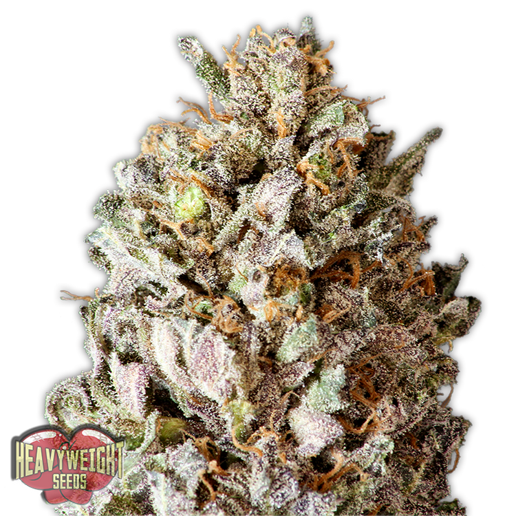 a close up of a marijuana plant