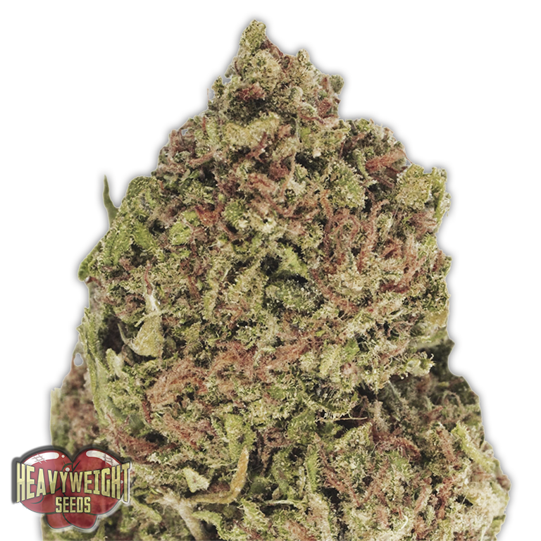 a close up of a green and brown weed