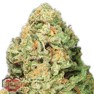 a close up of a marijuana plant