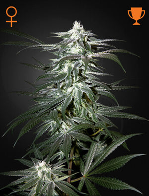 a picture of a marijuana plant on a black background