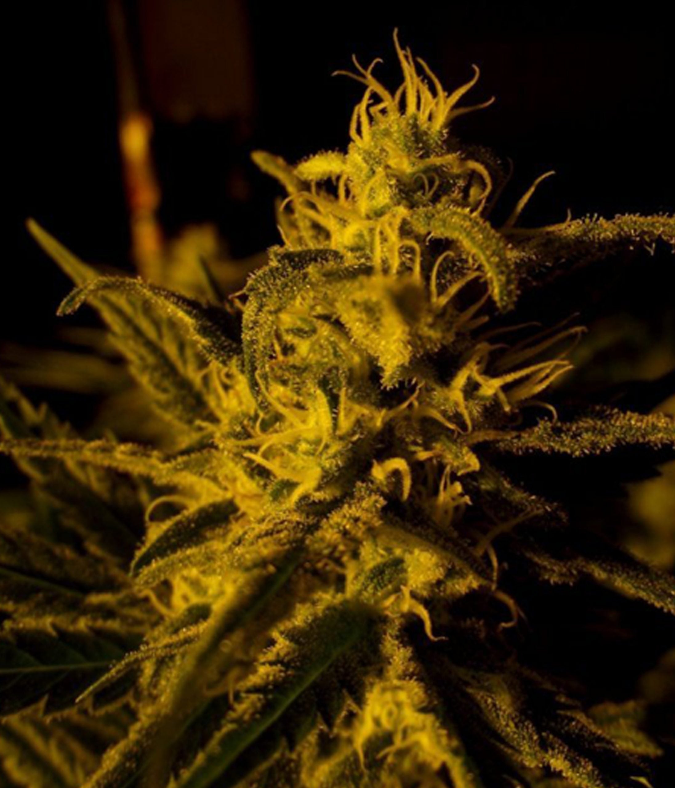 a close up of a plant with a dark background
