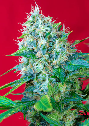 a close up of a plant on a red background
