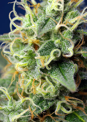 a close up of a plant with green leaves