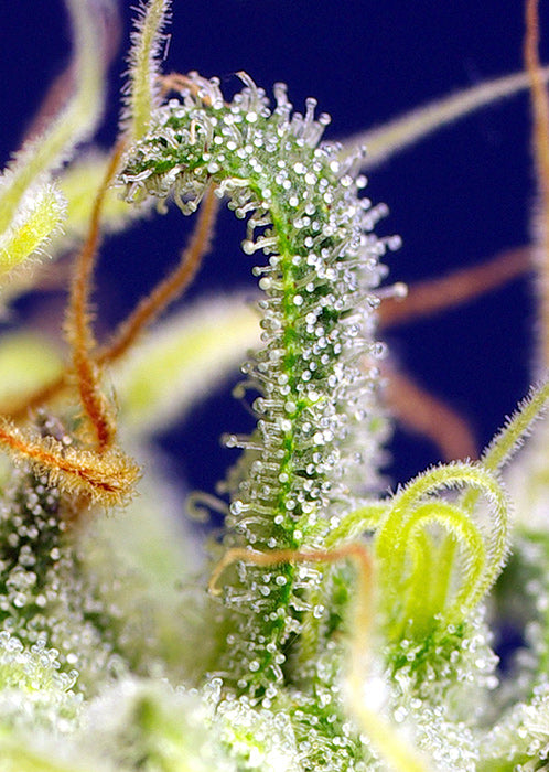 a close up of a plant with frost on it