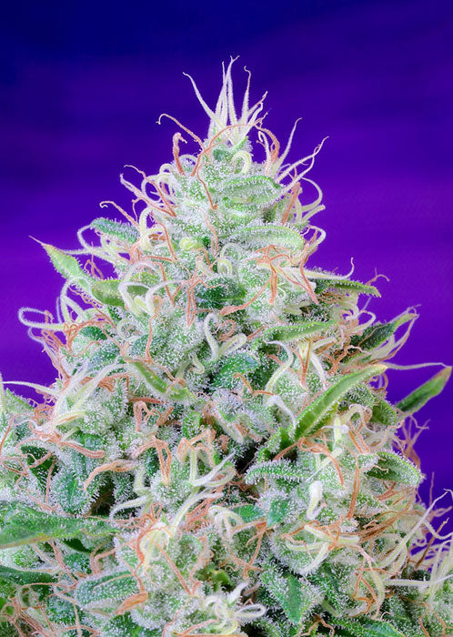 a close up of a plant with a purple background