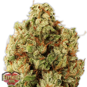 a close up of a marijuana plant