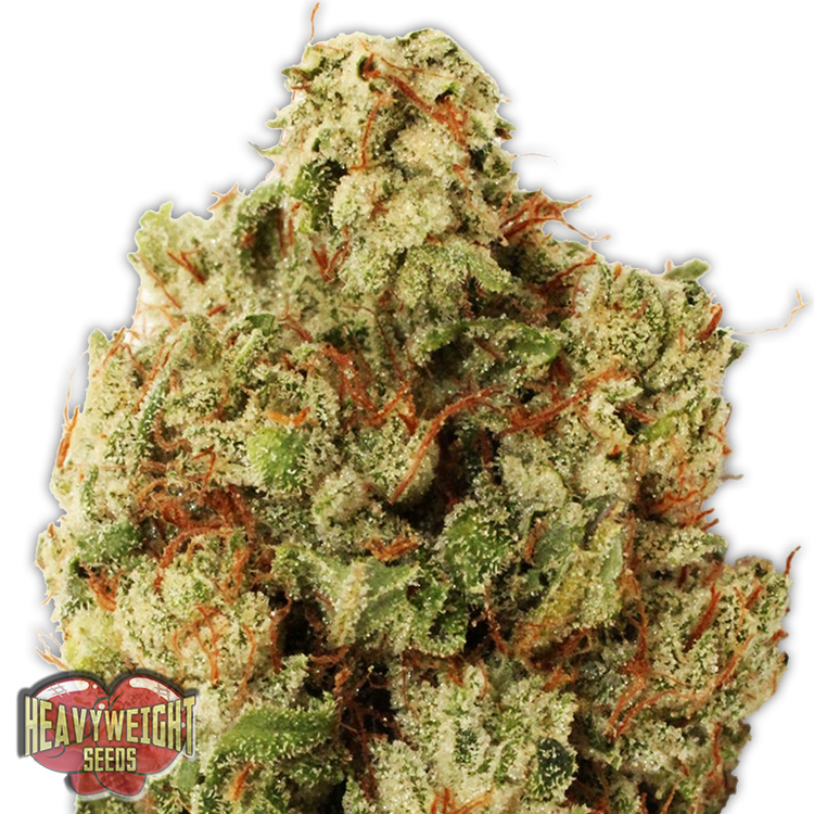 a close up of a marijuana plant