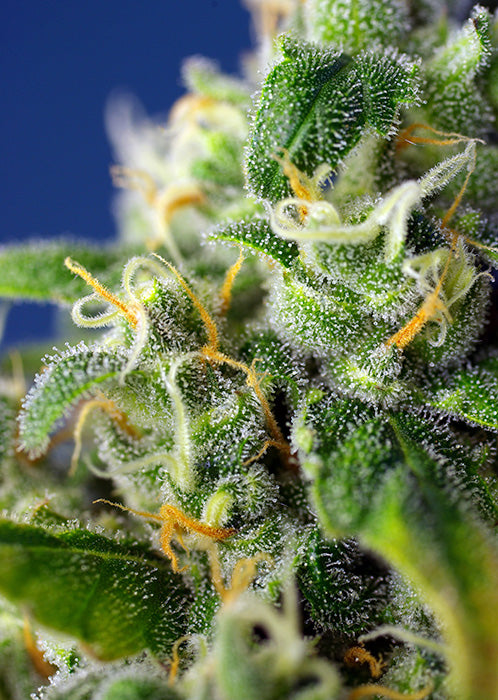 a close up of a plant with a blue sky in the background