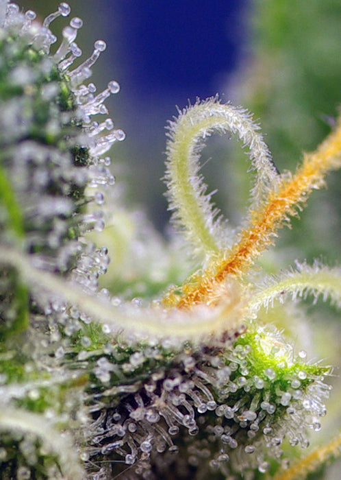 a close up of a plant with water droplets on it
