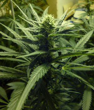 a close up of a marijuana plant in a room