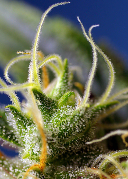 a close up of a plant with frost on it