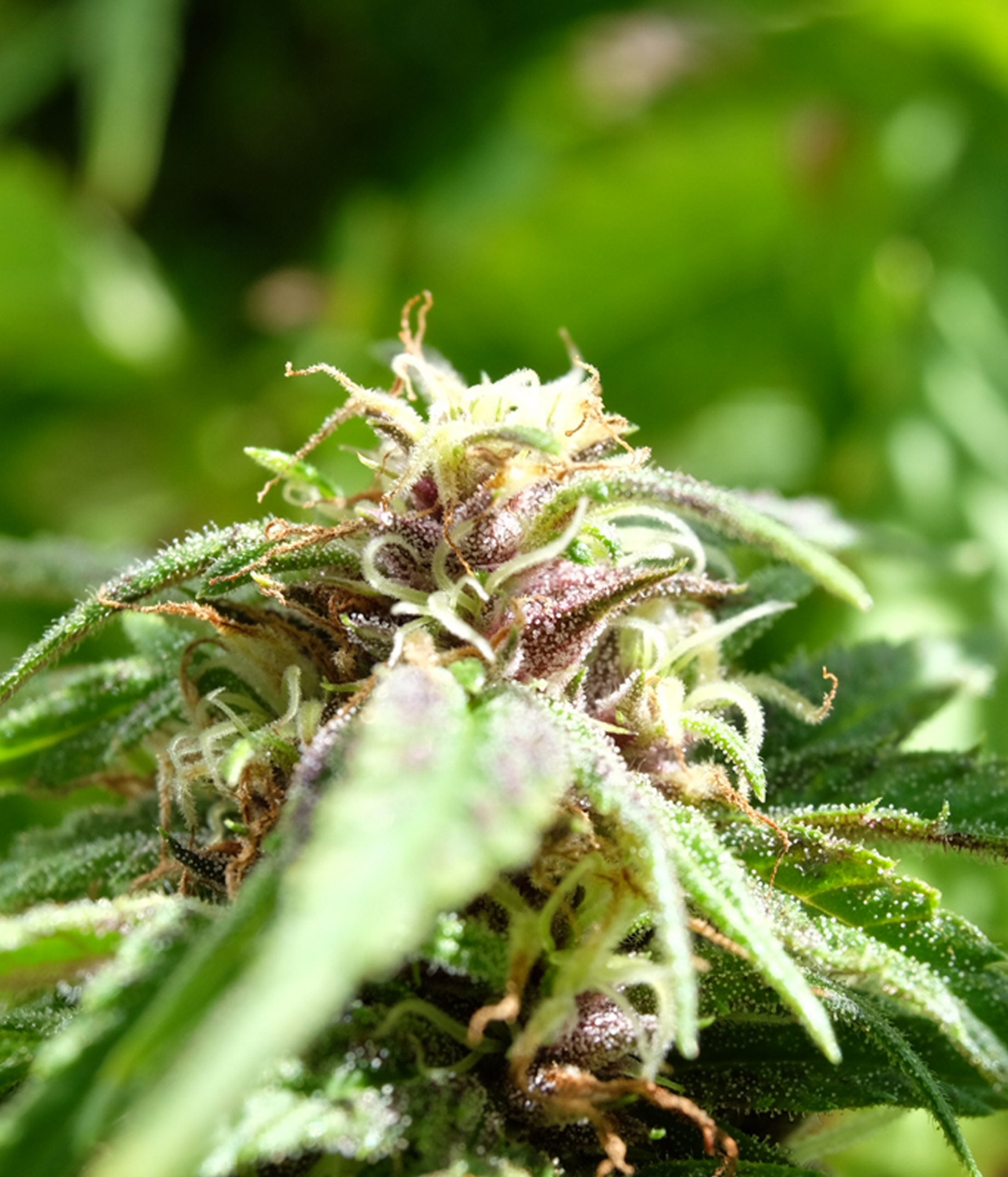 a close up of a plant with lots of leaves