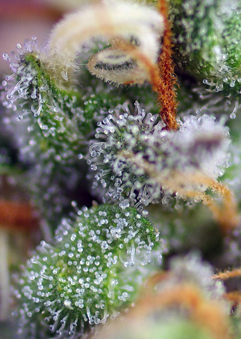 a close up of a plant with frost on it
