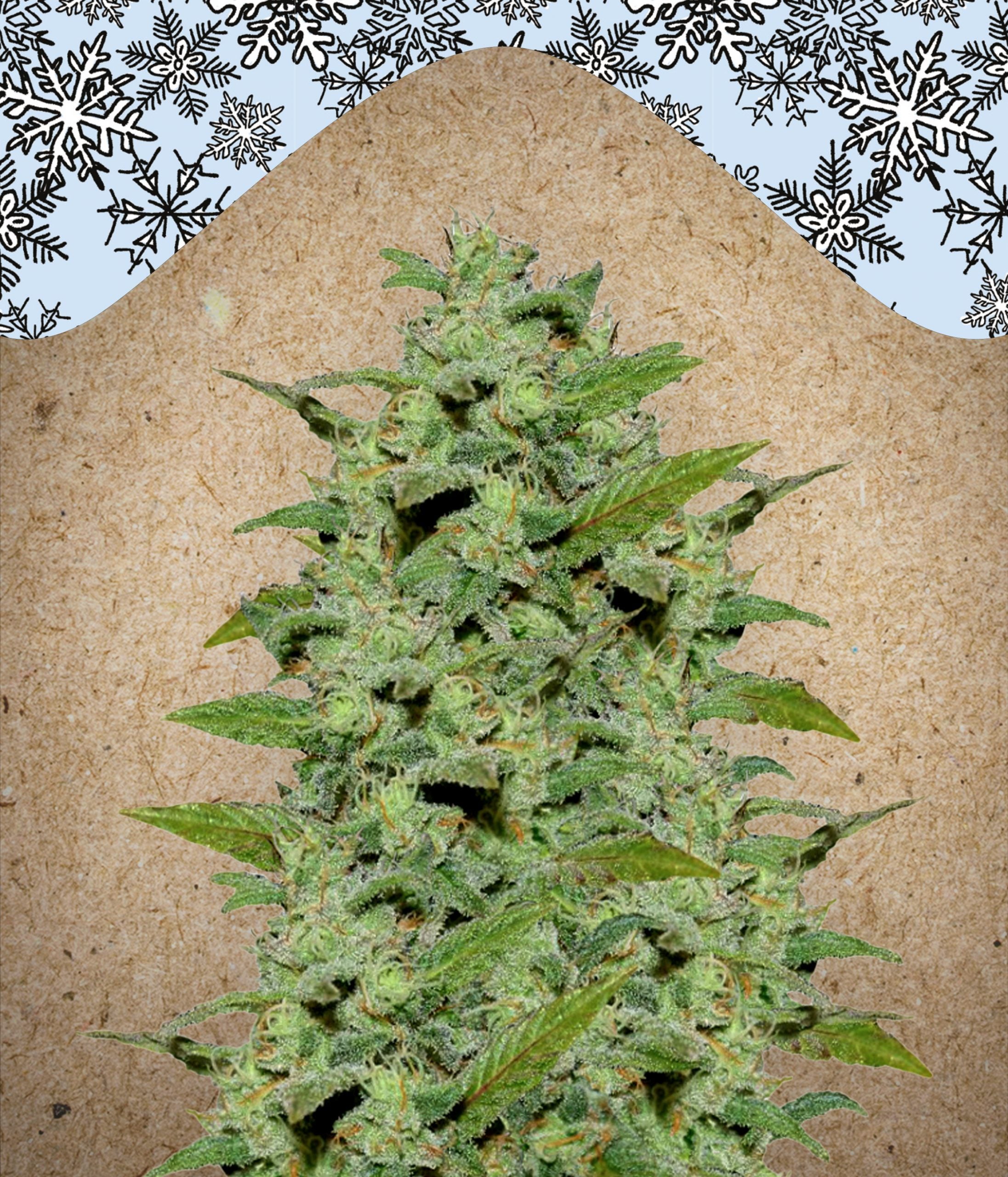 a large green plant sitting on top of a table