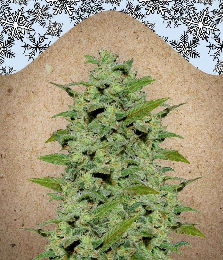 a large green plant sitting on top of a table