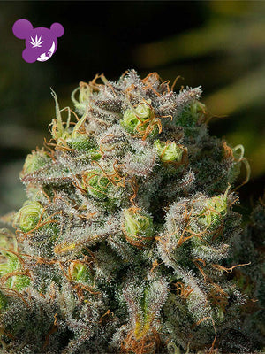 a close up of a plant with a purple flower