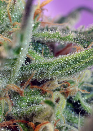 a close up of a plant with dew on it