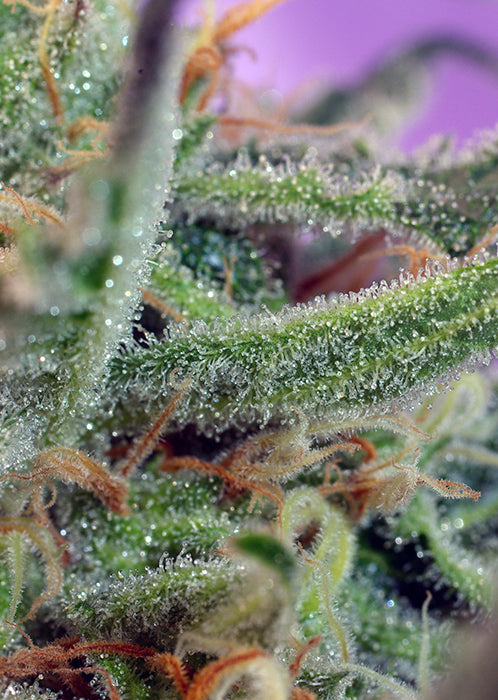 a close up of a plant with dew on it