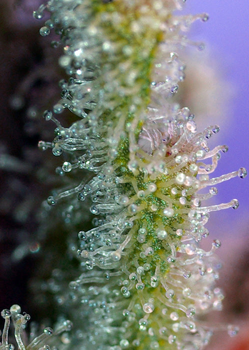 a close up of a plant with drops of water on it