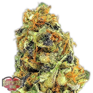 a close up of a marijuana plant