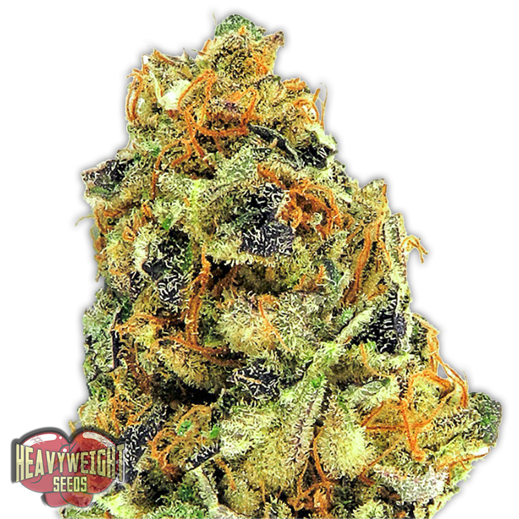 a close up of a marijuana plant