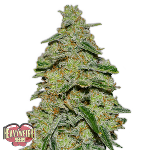 a close up of a marijuana plant on a white background