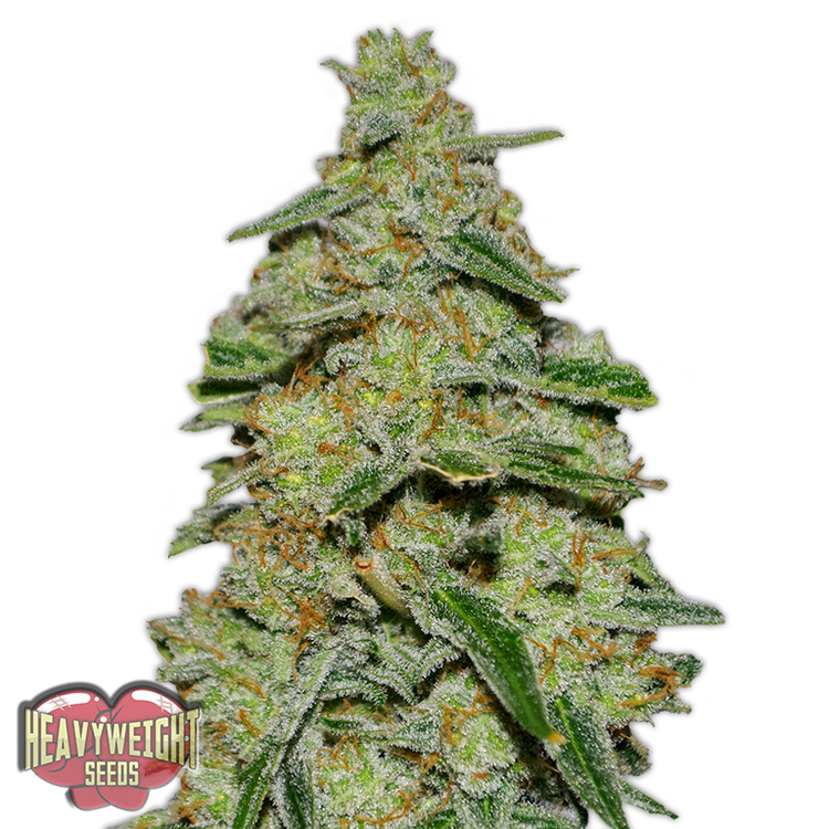 a close up of a marijuana plant on a white background