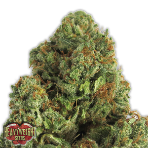a close up of a marijuana plant