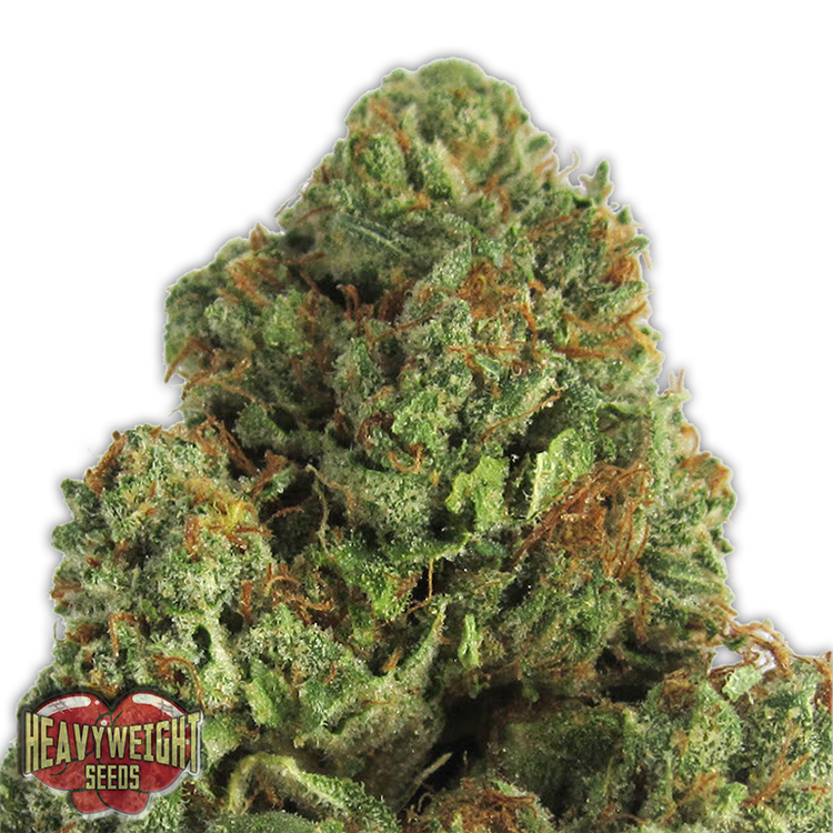 a close up of a marijuana plant