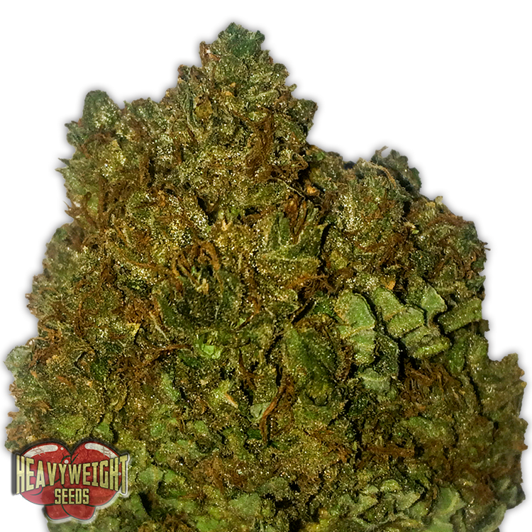 a close up of a marijuana plant