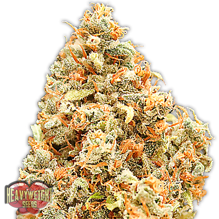 a close up of a marijuana plant on a white background