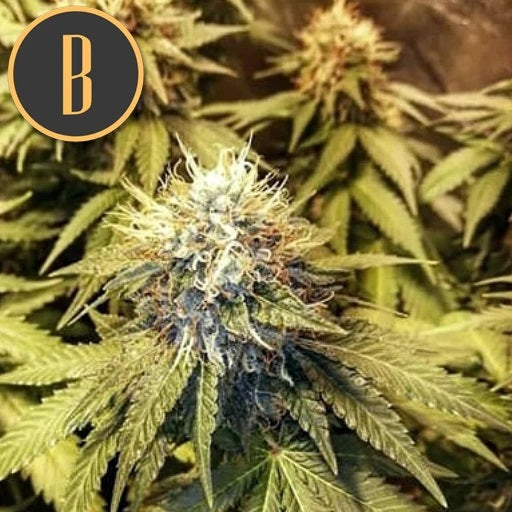 a close up of a marijuana plant with the letter b on it
