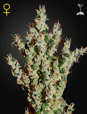 a picture of a plant in a pot