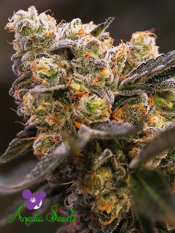 a close up of a plant with a blurry background