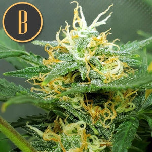 a close up of a plant with a black and yellow logo