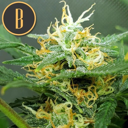 a close up of a plant with a black and yellow logo