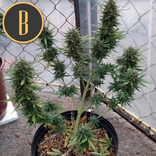 a potted plant sitting next to a fence