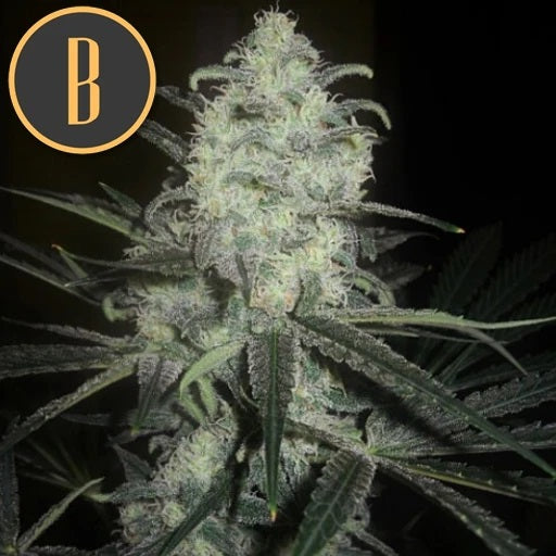 a close up of a plant with a black background