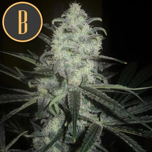a close up of a plant with a black background
