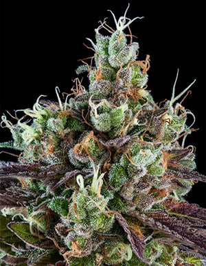 a close up of a marijuana plant on a black background