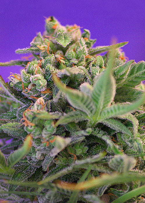 a close up of a marijuana plant on a purple background