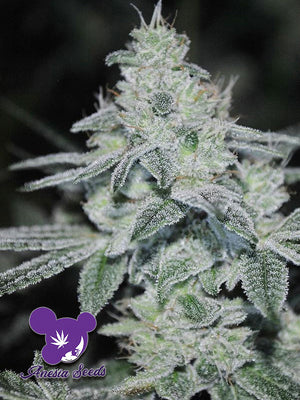 a close up of a plant with frost on it