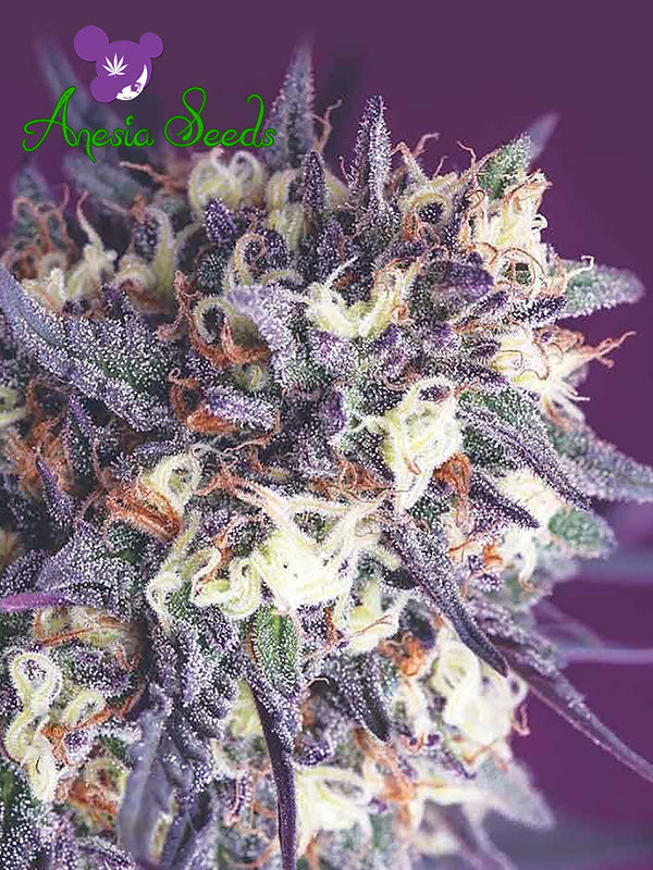 a close up of a purple flower on a purple background