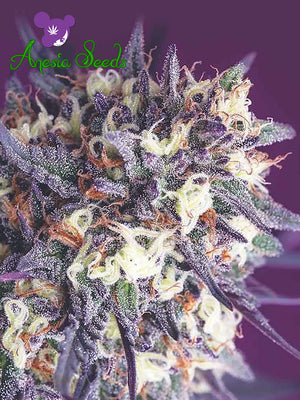 a close up of a purple flower on a purple background