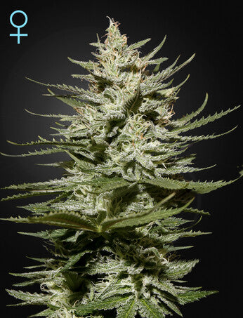 a close up of a plant on a black background
