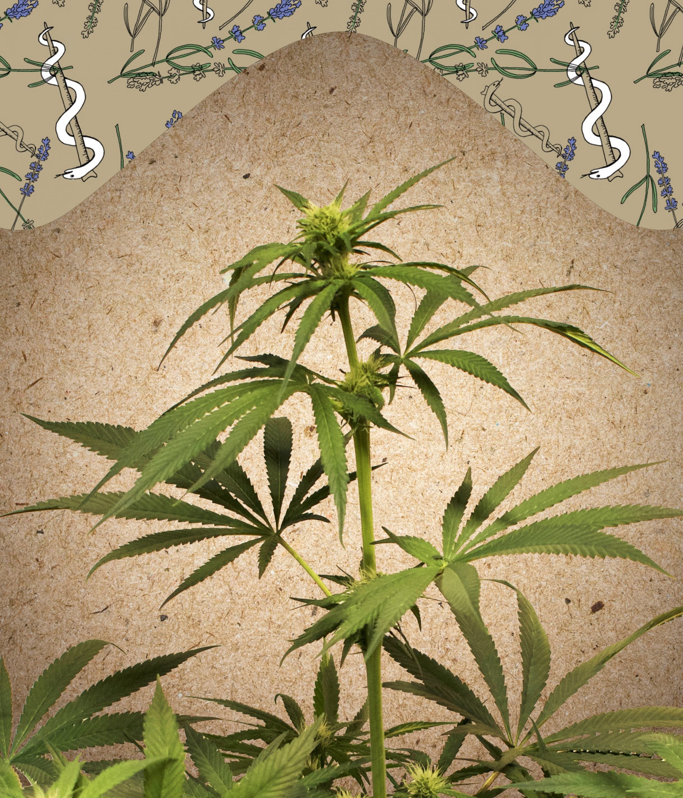 a picture of a marijuana plant in front of a wall