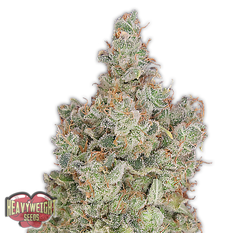 a white marijuana plant with green leaves