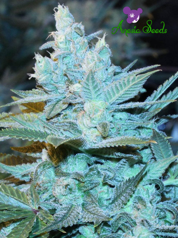 a close up of a blue marijuana plant