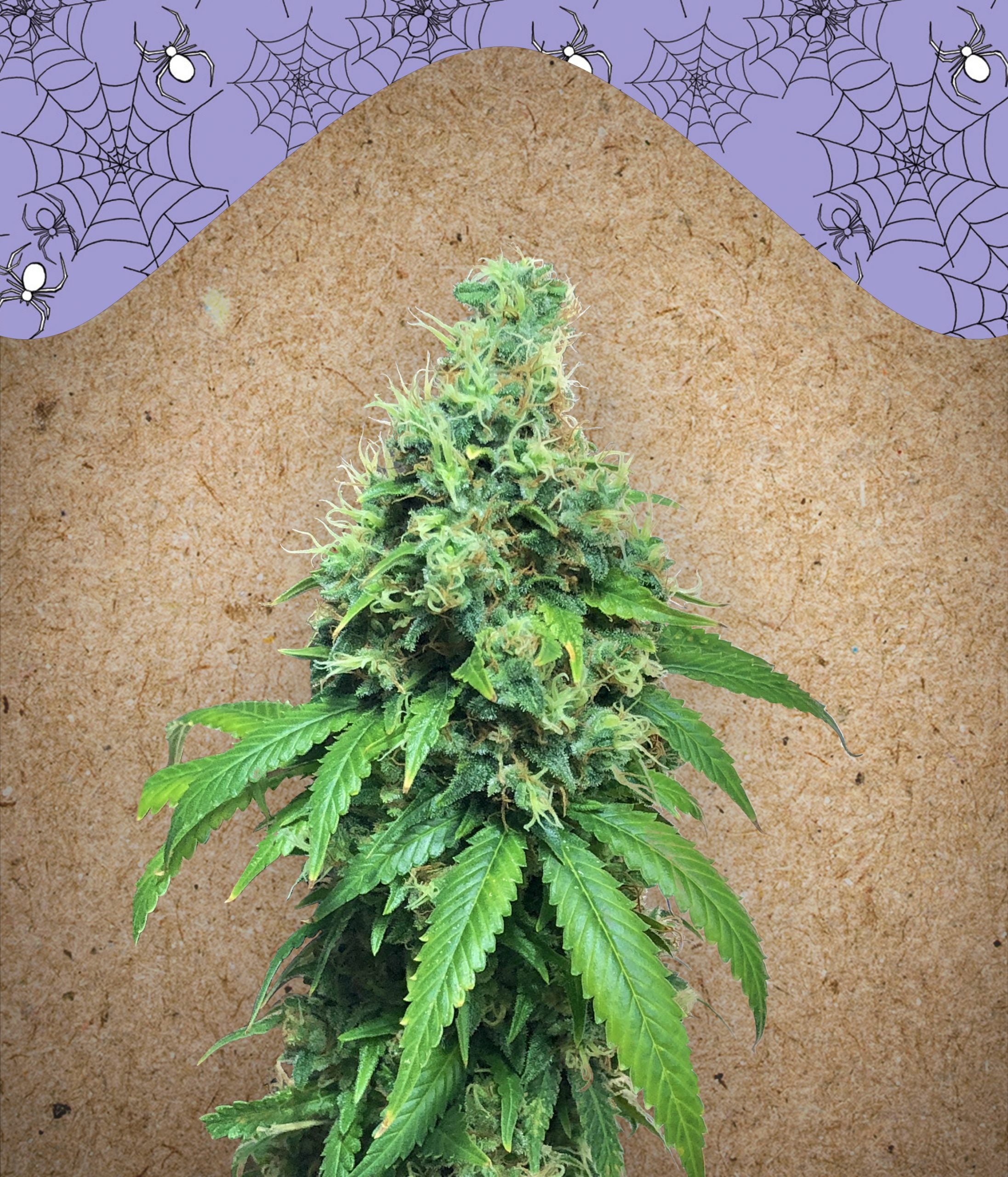 a large green plant sitting on top of a table